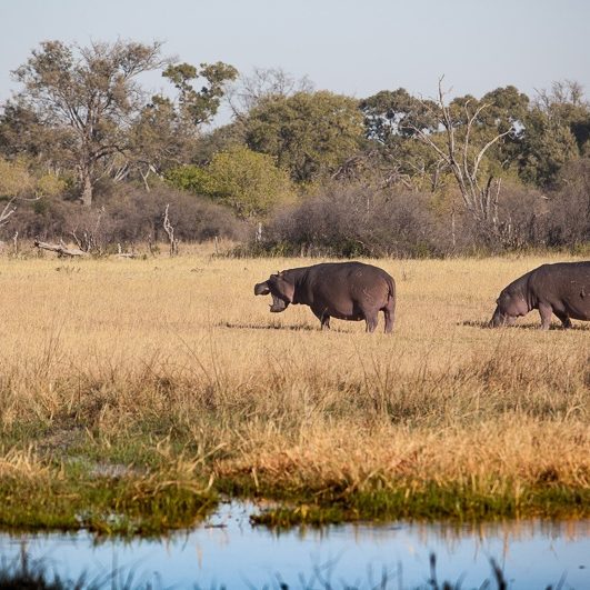 safari-africa-de-sud-botswana-41